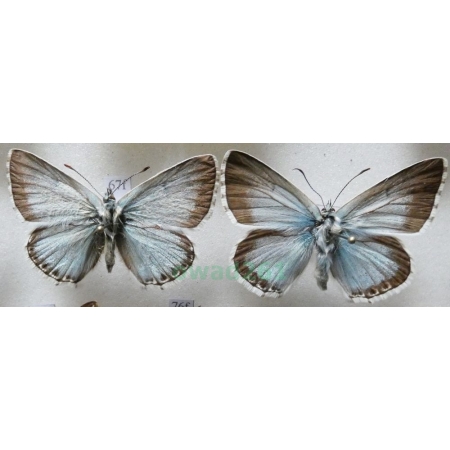 Polyommatus coridon (Poda, 1761) 2xmale Modraszek korydon Czech67f